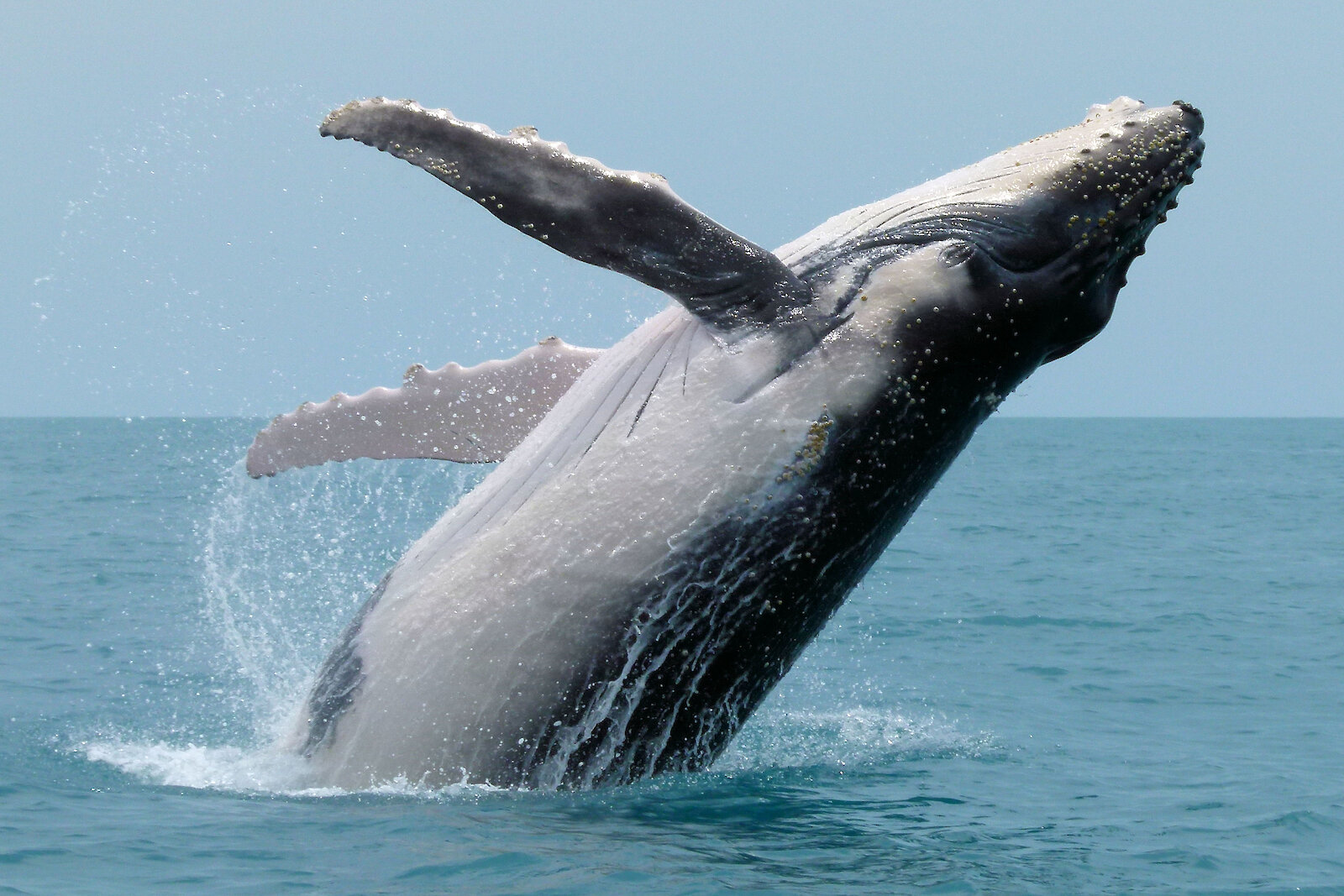 A majestic whale breaching the water